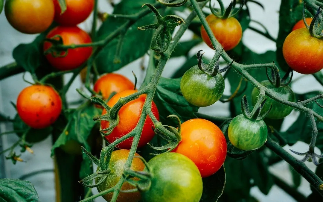 Pomidorowy prąd. Rewolucja energetyczna na wielkopolskich polach