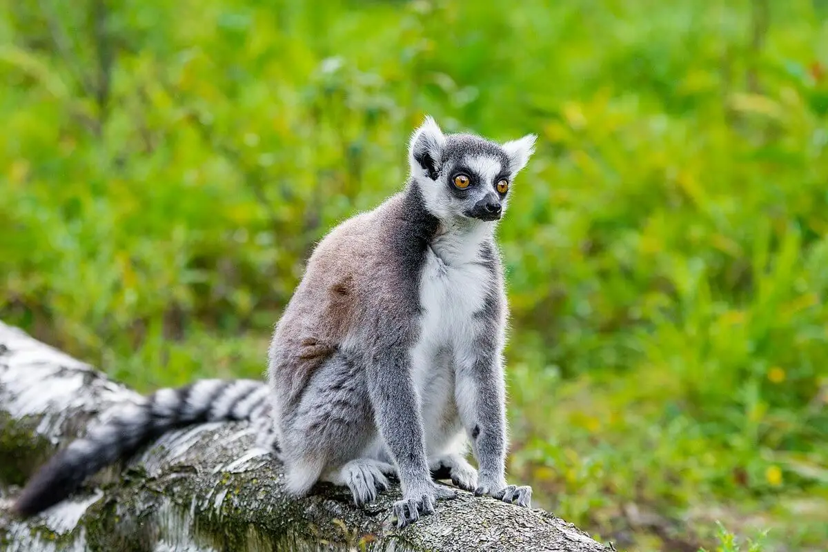 Odszedł Golo, najstarszy lemur katta – miał 32 lata