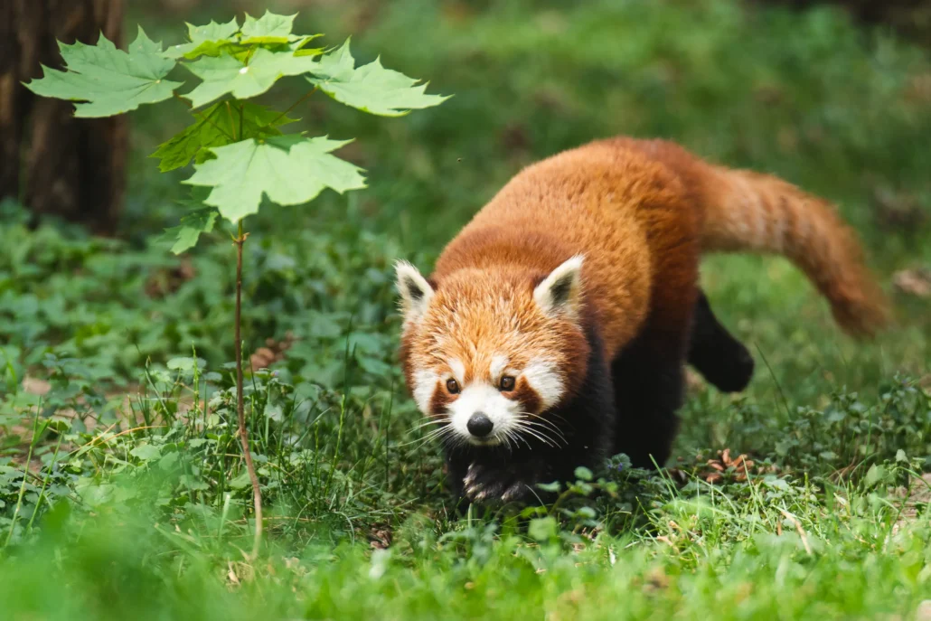 Wydarzenie w poznańskim ZOO. Urodziła się pandka ruda