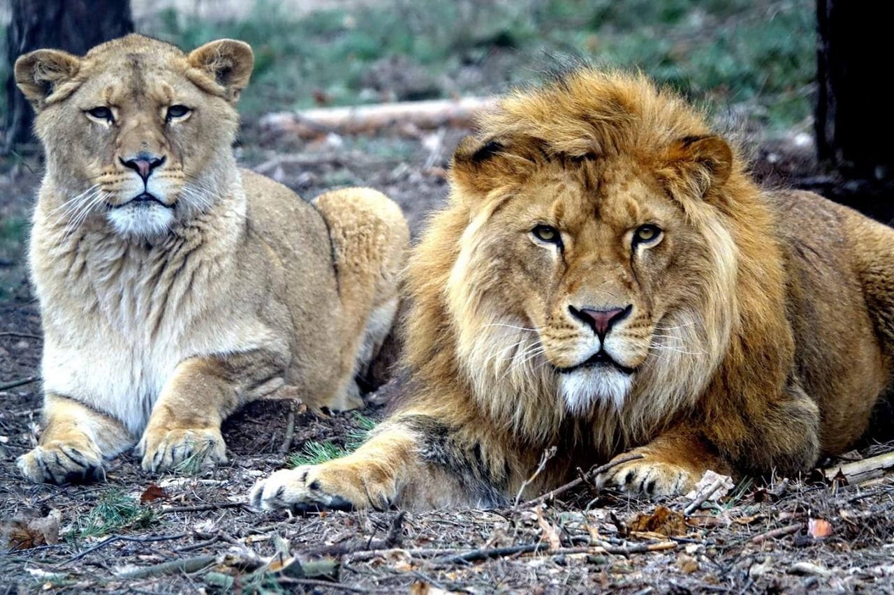 Lwy kończą swój pobyt w poznańskim ZOO