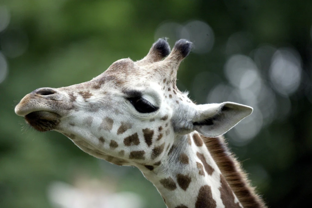 Smutek w poznańskim zoo – nie żyje młoda żyrafa