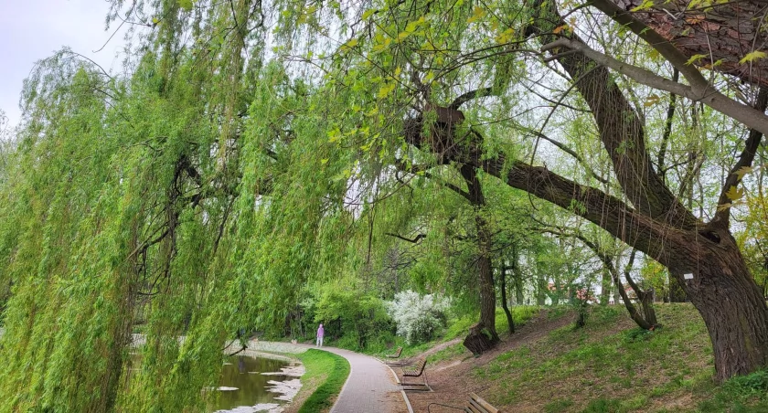 Zielona przyszłość Poznania. Powstanie nowy park w dolinie cieku Wierzbak