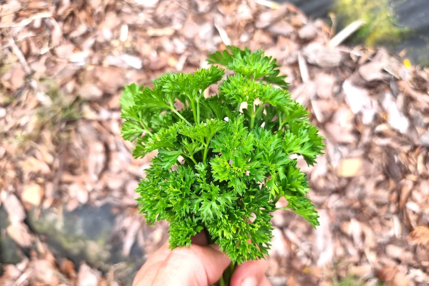Pietruszka naciowa – gdy błąd na polu kosztuje fortunę