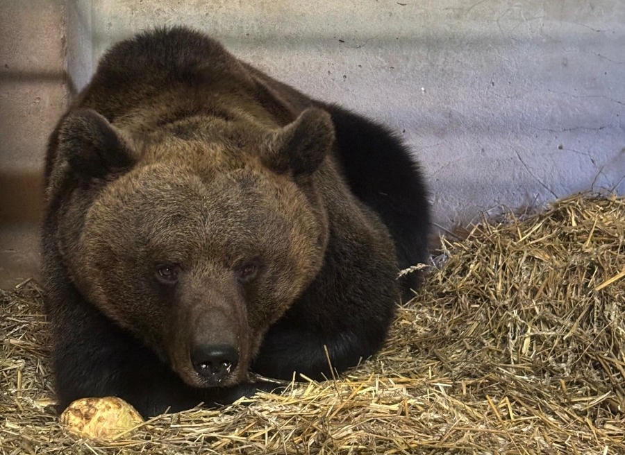 Niedźwiedzica z filmowym doświadczeniem znajduje nowy dom w Poznaniu