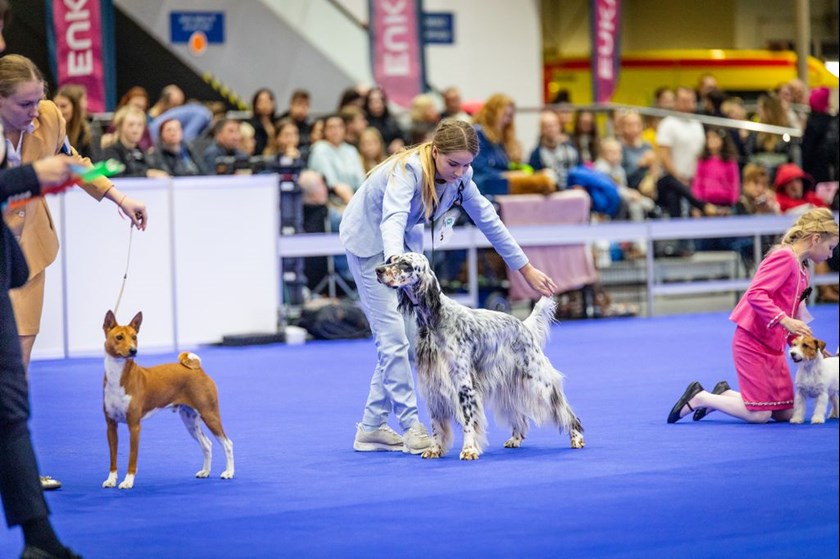 Weekend Wystaw Psów Rasowych. Poznań stanie się stolicą psich piękności