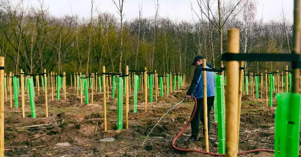 Zamiast pola golfowego – nowy las. Poznań tworzy zieloną przyszłość