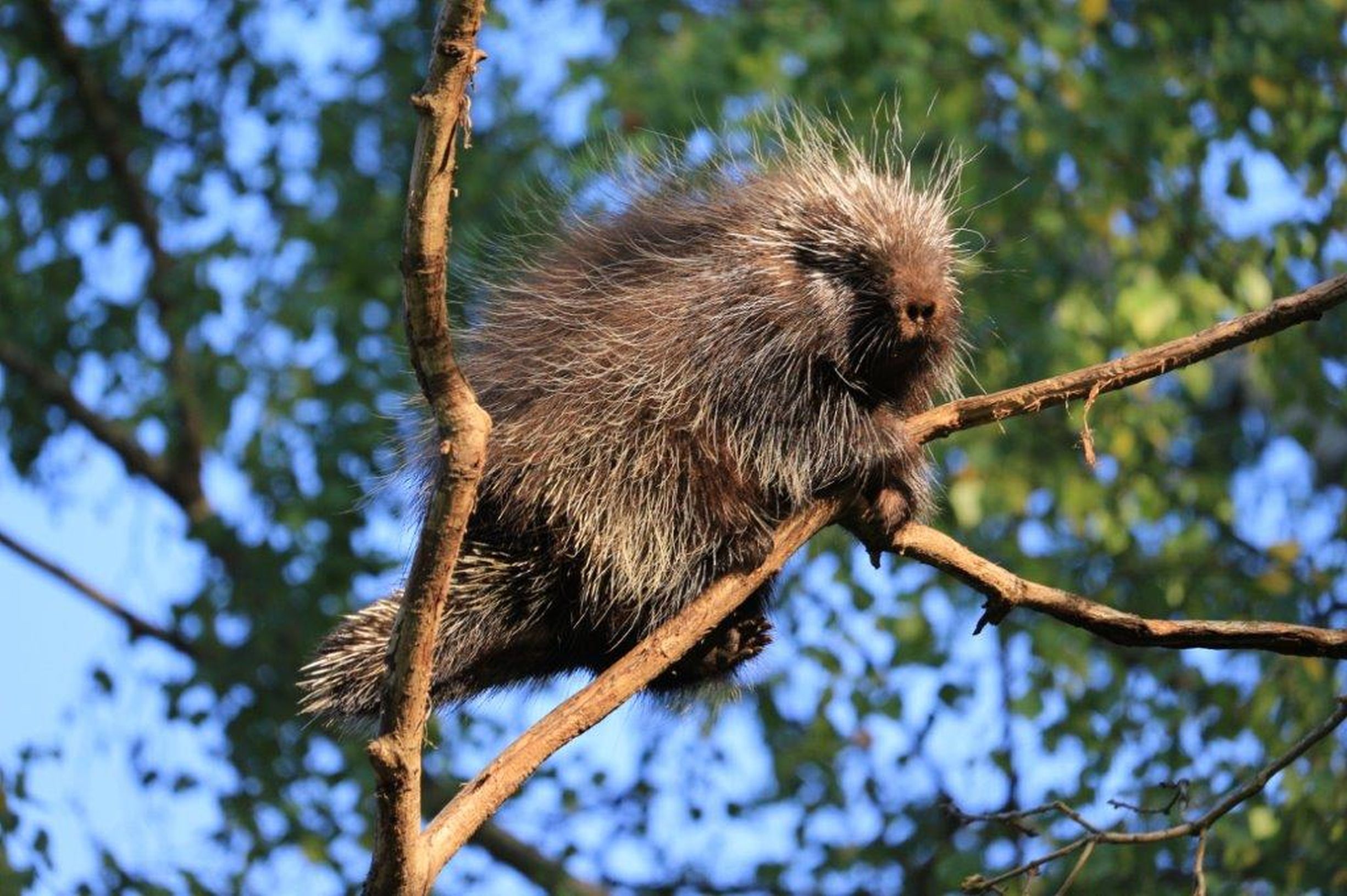Urson amerykański - nowe życie w poznańskim zoo