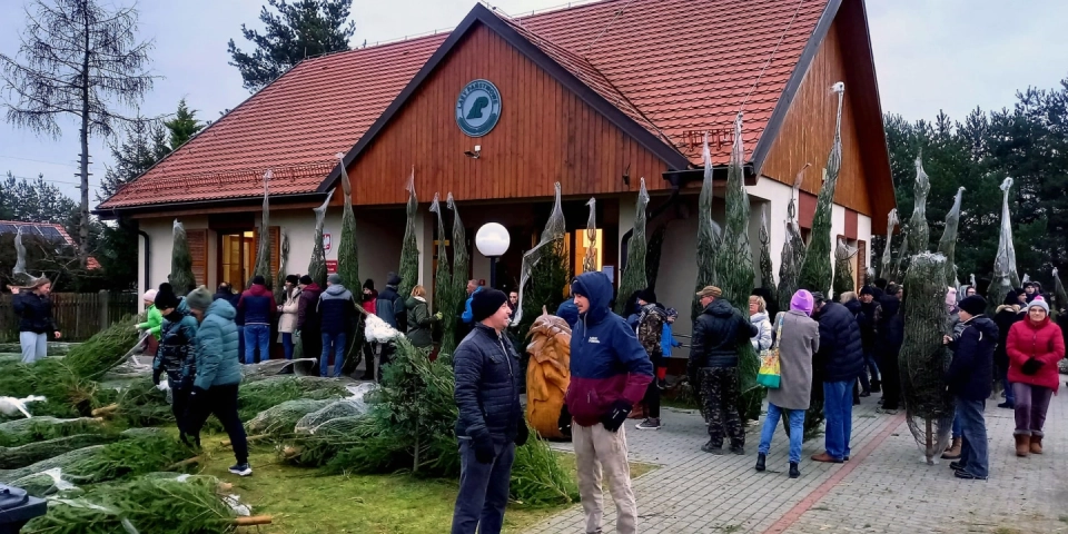 Choinka prosto z lasu. Leśnicy zapraszają mieszkańców do wyjątkowej przedświątecznej tradycji